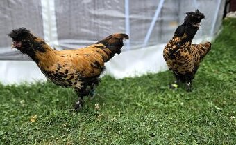 🐓 Kohout Pavlovské slepice 🐓