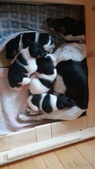 Foxterier hladkosrstý