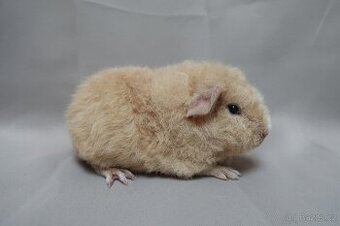Prodám samičku plemene us-teddy na mazlíčka