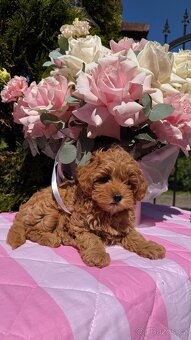 Maltipoo holčičky 🍒