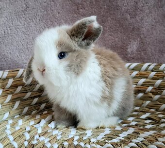Mini lop miminka kluci