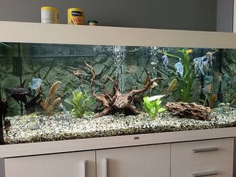Akvarijní set Juwel 240 Rio LED