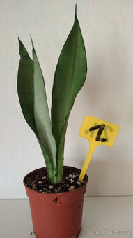 Tchýnin jazyk Sansevieria - různé druhy