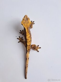 pagekon řasnatý samec))