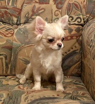 Čivava dlouhosrstá s PP- fenka