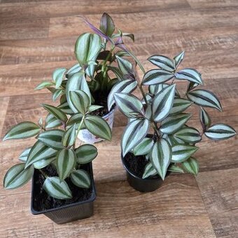 Tradescantia Zebrina Bosse, menší trsy