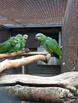 Amazoňan oranžovokřídlý