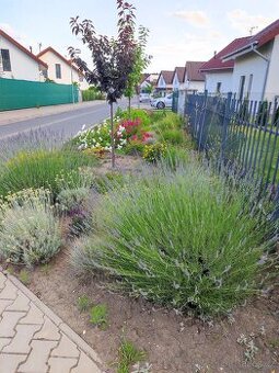 Různé skalničky z předzahrádky