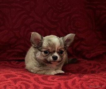 Čivava s rodokmenem FCI