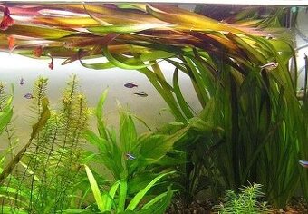 Akvarijní rostlina Vallisneria vhodné i pro začátečníky