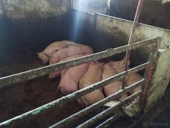 Prodám domácí prasata