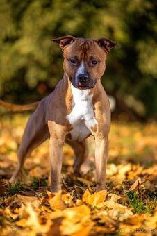 Americký stafordšírský teriér ke krytí