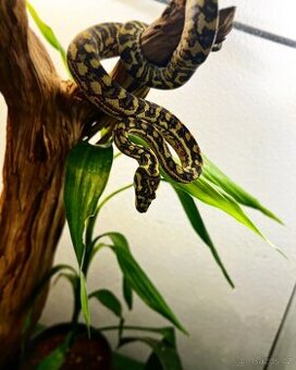 Morelia spilota