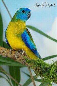 Koupím holoubek diamantový, neofema tyrkysová