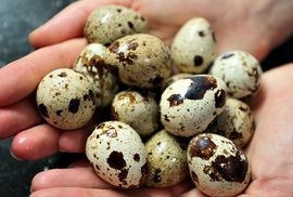 Domácí Křepelčí vejce od 2.5 za kus japonské i masné