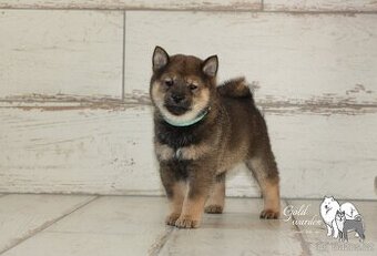 Shiba inu štěňata s PP