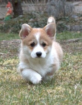 Welsch corgi pembroke s PP