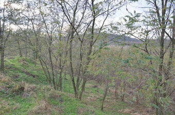 Zahrada, rokle, pozemek k rekeraci,10.731m2, Bechlín u RCE