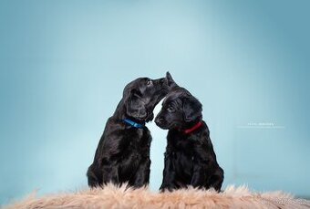 Přijímáme rezervace na štěňátka Flat coated retriever s PP