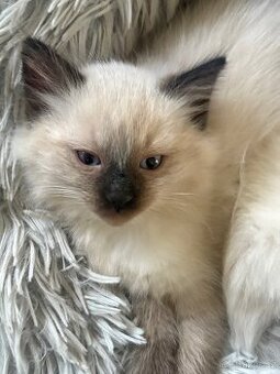 Luxusní ragdoll kocourek k odběru