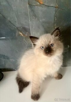 Luxusní ragdoll kocourek k odběru