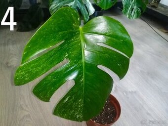Monstera Deliciosa Albo variegata - obří list