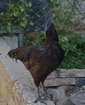 Ayam Cemani kohut