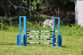 kříženec sportovního králíka - Queenie