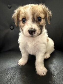 🐶 Na prodej – 3 štěňata havanského psíka 🐾
