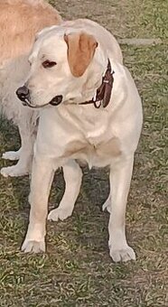 Labrador - 1