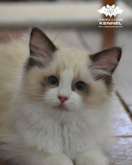 Ragdoll s PP – nádherná seal bicolor kočka na výstavy a chov