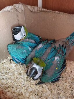 Mláďata Ara Ararauna a amazonanu na dokrmeni