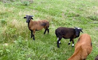 Kamerunský beran (2x)