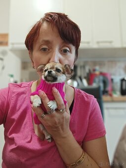 Čivava dlouhosrstá fenka