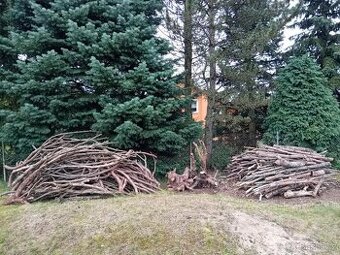 Halda Alpské kleče; smrk, bříza ,buk, jedle, jabloň
