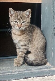 Kotě 4 měsíční, kočička