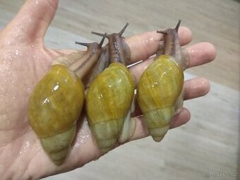 Africký šnek Archachatina Porphyrostoma