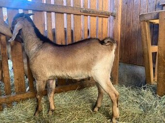 100% anglonubijský kozel