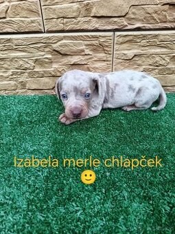 Jezevčík trpaslici