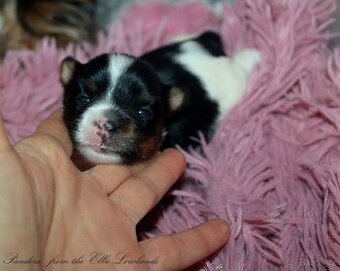 biewer  terier s PP / jorksírský terier s PP