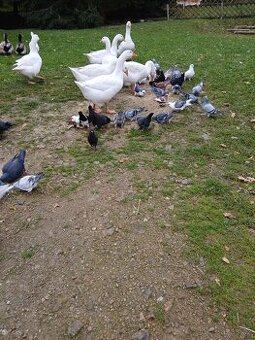 HUSA NĚMECKÁ NOSNÁ