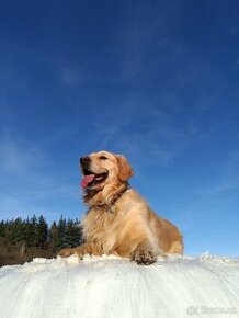 Krytí - zlatý retrívr