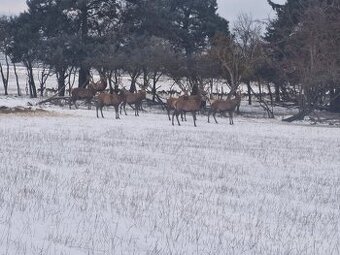 Hospodářská zvířata