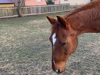Prodám staršího valacha