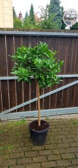 Pomerančovník, Hamlin, citrusy, stromky, S PLODY