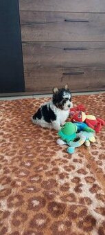 Jorkṣ̌irský terier