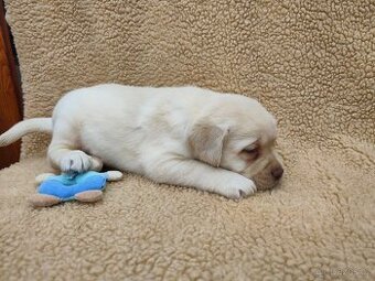 Nabídka štěněte labradorského retrievera