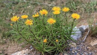 Oman mečolistý -  Inula ensifolia 1000 semen  50 Kč