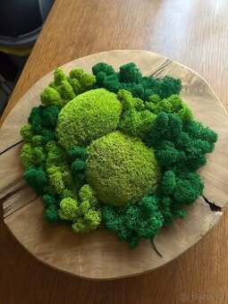 Teakova misa XXL se stabilizovanym mechem