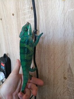 Chameleon Pardálí